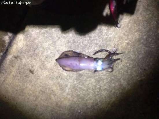 �����ꥤ��