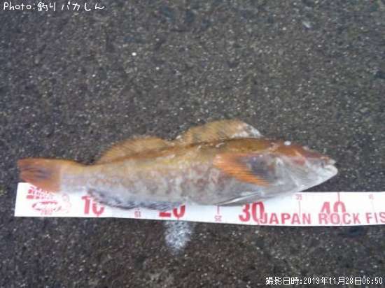 �����ʥ�