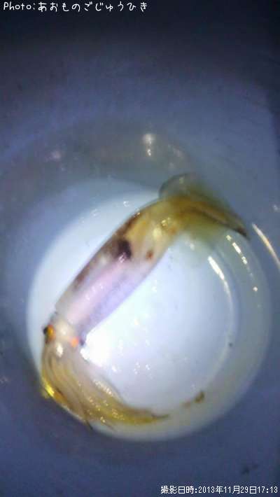 ����ᥤ��