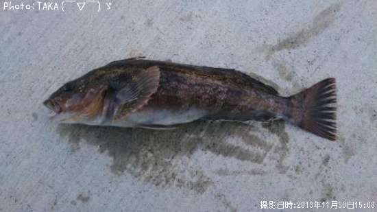 �����ʥ�