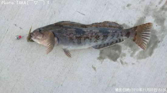 �����ʥ�