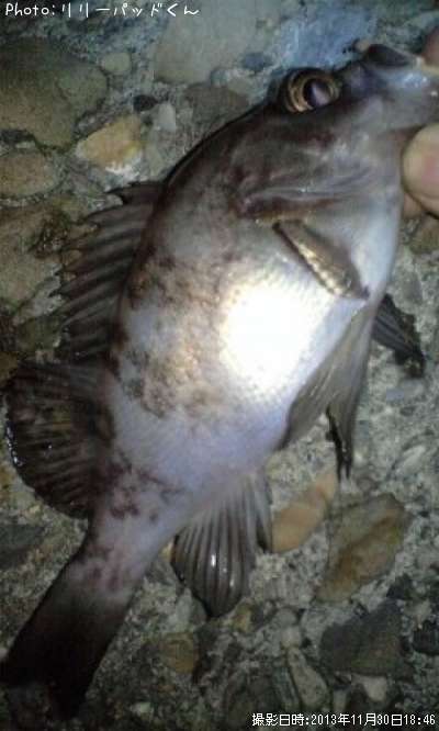 ��Х�����