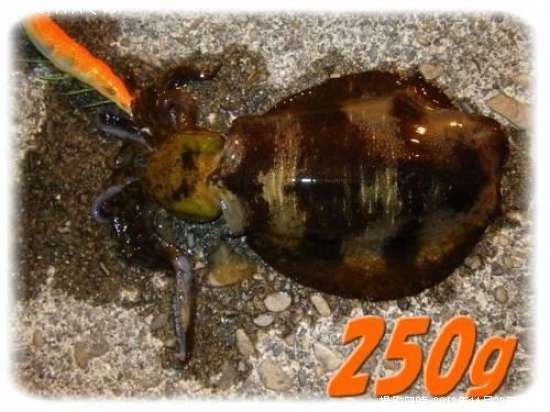 �����ꥤ��