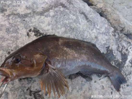 �����ʥ�