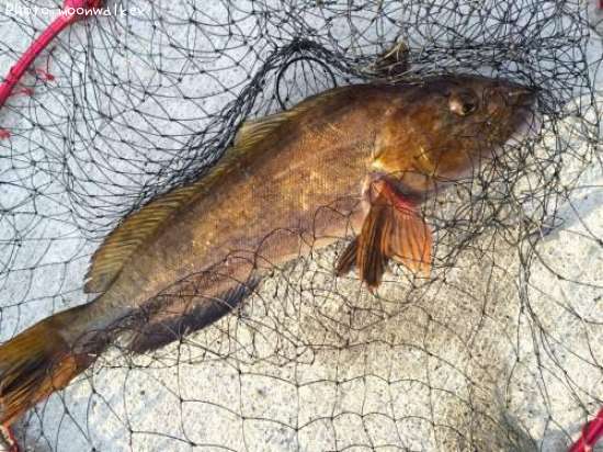 �����ʥ�