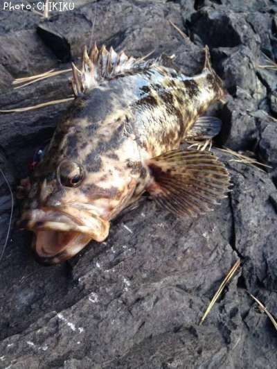 �٥å�������