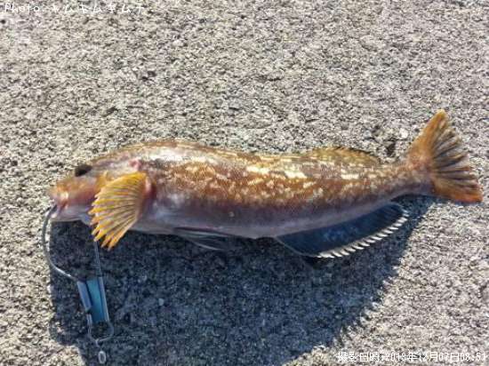 �����ʥ�