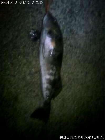 �����ʥ�