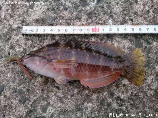 ���������Υϥ٥�