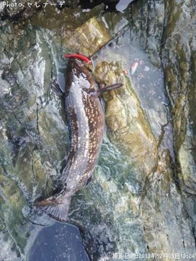 �����ʥ�