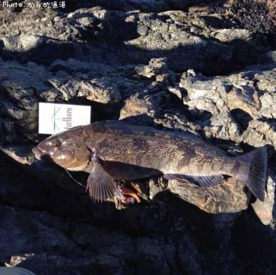 �����ʥ�