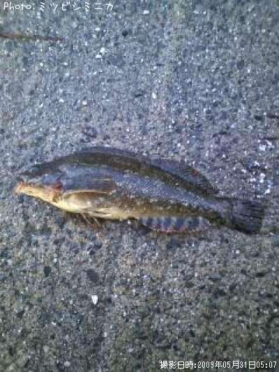 �����ʥ�