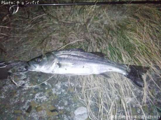 �����Х����ߥ�