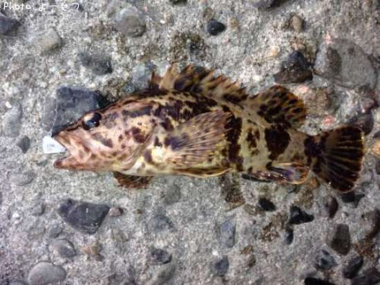 �����Υ���Х�