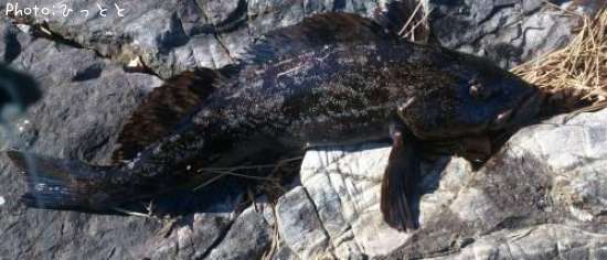 �����ʥ�