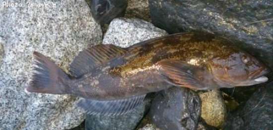 �����ʥ�