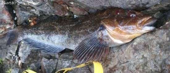 �����ʥ�