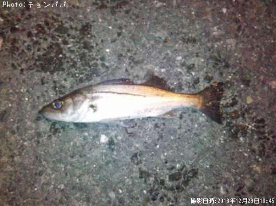 �����Х����ߥ�