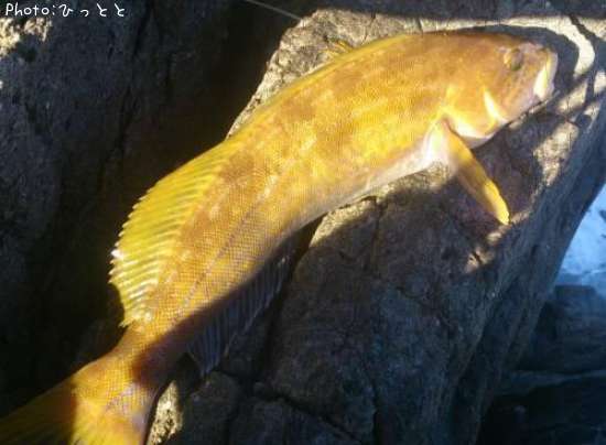 �����ʥ�