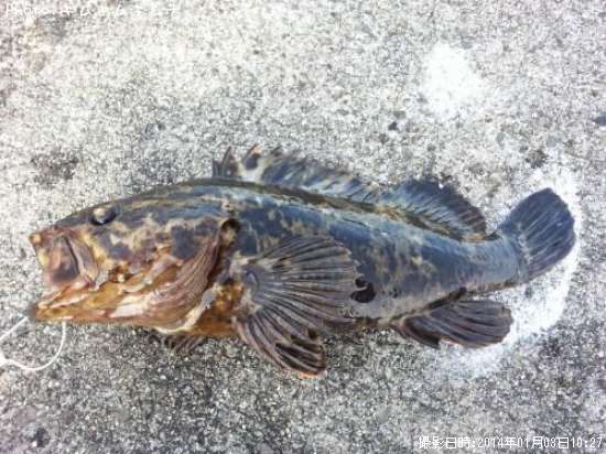 �٥å�������