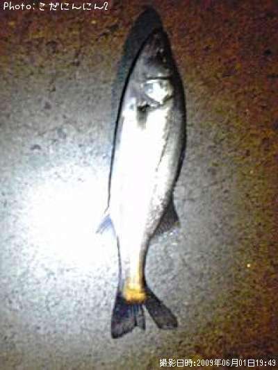 �����Х�