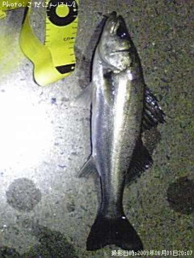 �����Х�