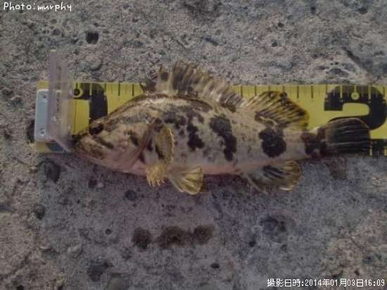 �����Υ���Х�