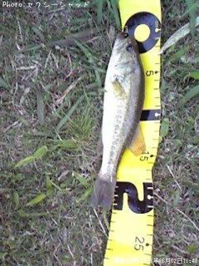 �֥�å��Х�