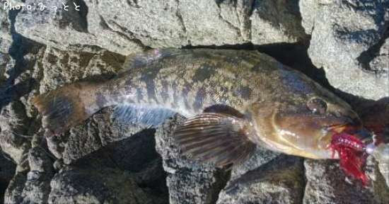 �����ʥ�