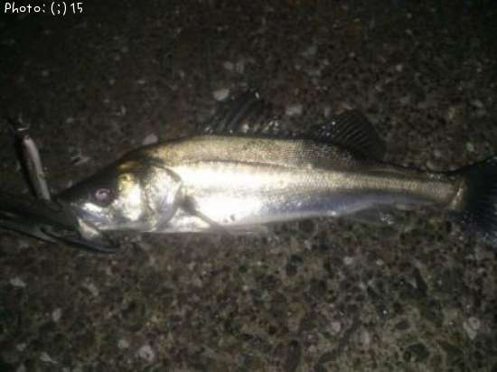 �����Ф�