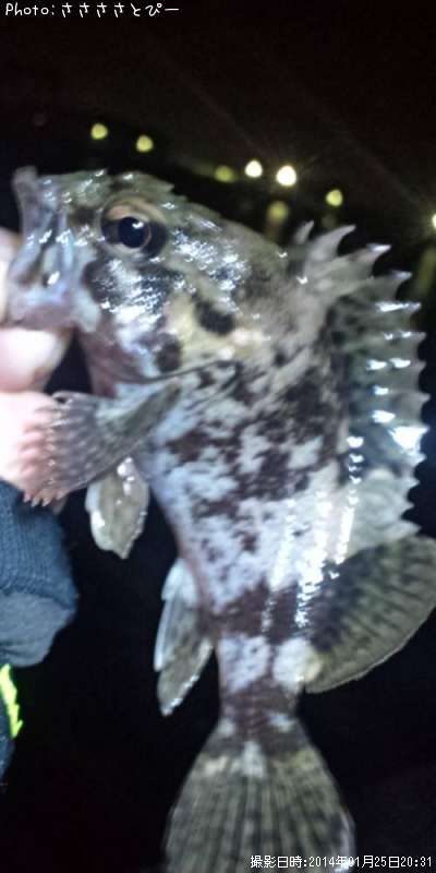 ��Х������