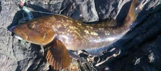 �����ʥ�