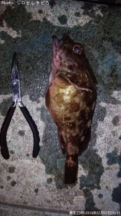 ���������ʥ������