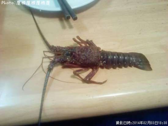 ������Ϸ