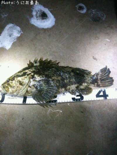 �٥å�������