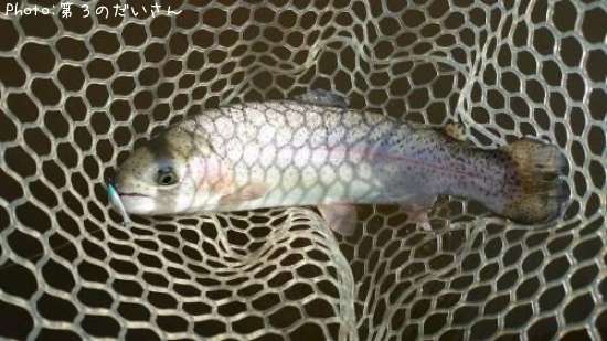 �쥤��ܡ��ȥ饦��