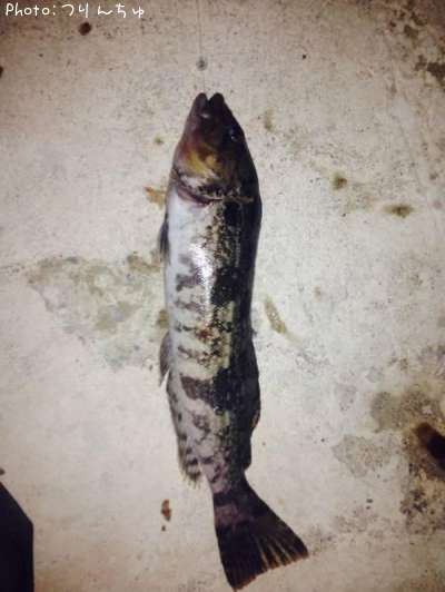 �����ʥ�