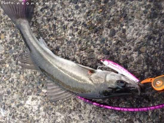 �����Х�