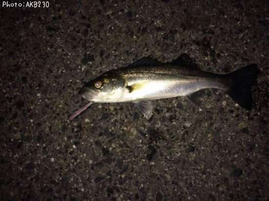 �����Х�