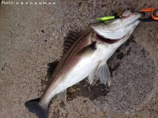 �����Х�