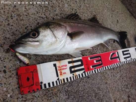 �����Х�