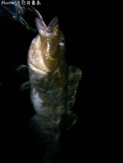 �����ʥ�