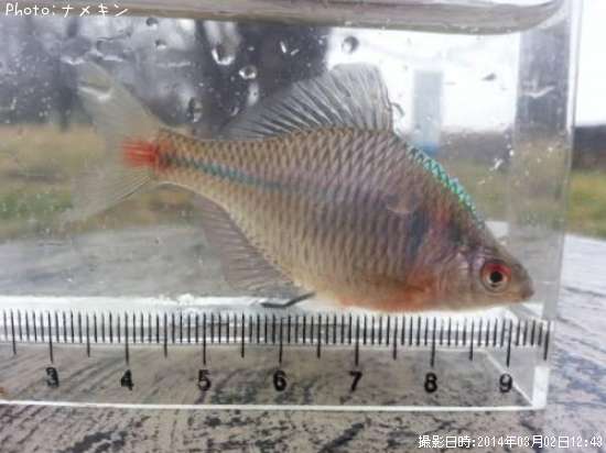 �����ꥯ�Х饿�ʥ�