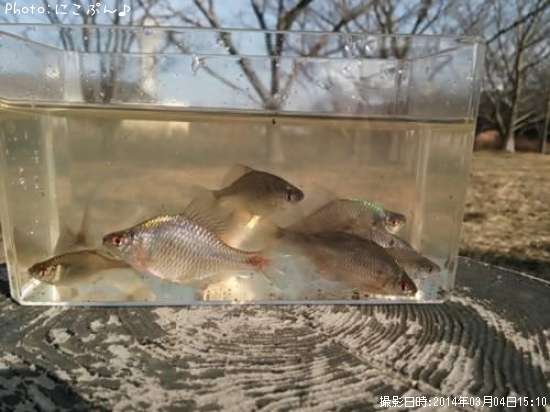 �����ꥯ�Х饿�ʥ�