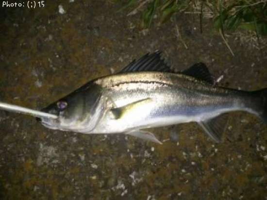 �����Ф�