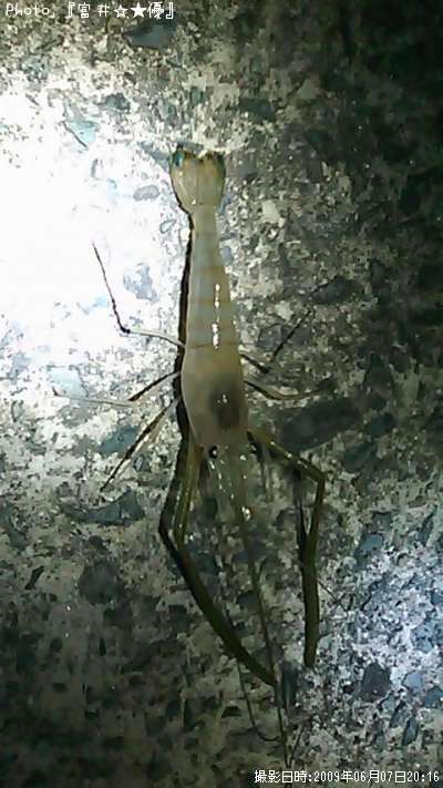 �ƥʥ�����