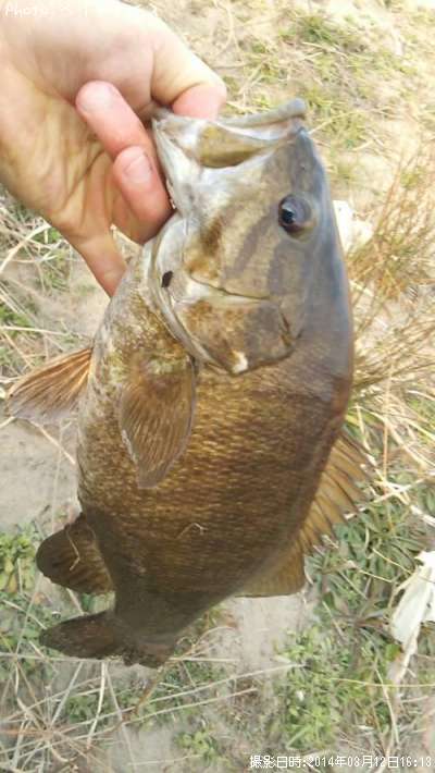 ���⡼��ޥ����Х�