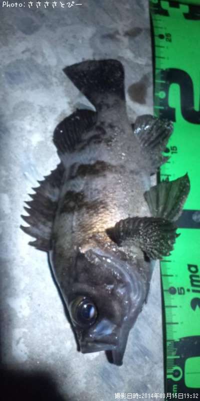 ���ꥢ��Х�