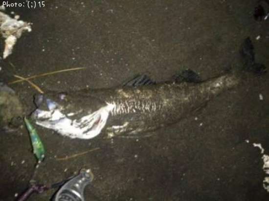 �����Ф�