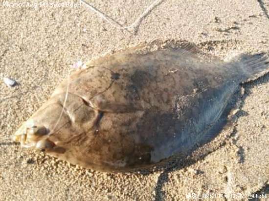 �ޥ����쥤